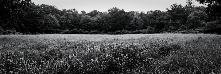 Meadow flower border with woodland in background and open space - AI-generated stock image
