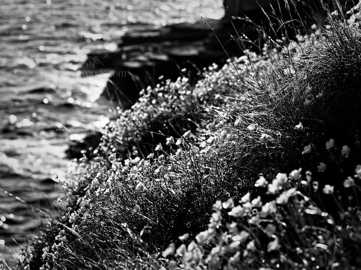 Italian meadow along rocky coast with wild flowers - AI-generated stock image