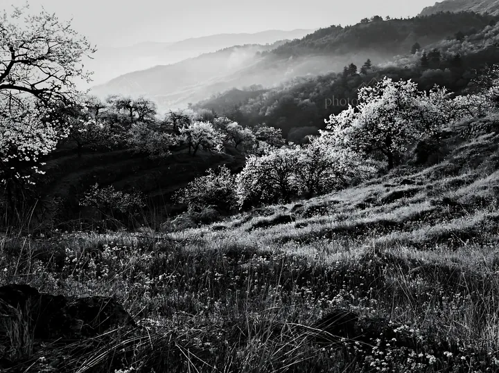 Spring orchard meadow with trees and hills in black and white - AI-generated stock image