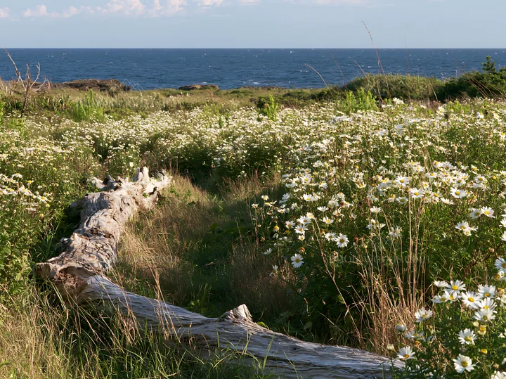 Chiba coastal climate meadow with driftwood and flowers - AI-generated stock image