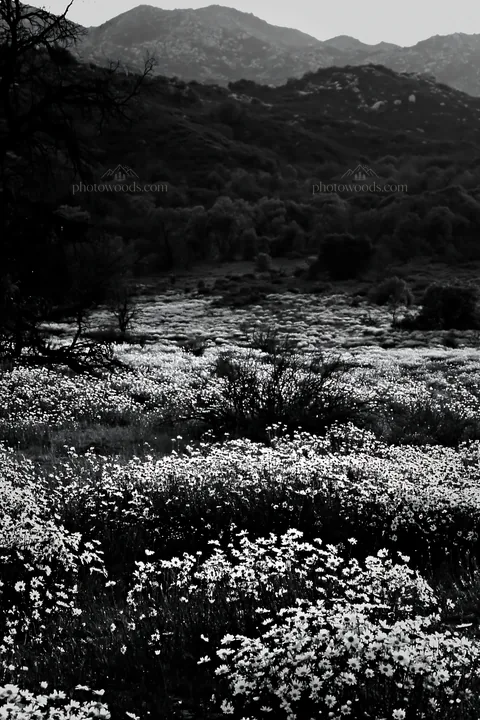 Black and white cloudy foothill meadow with flowers in a natural setting - AI-generated stock image