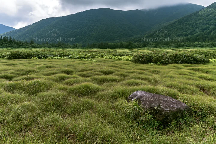 Aomori climate resilient meadow with boulder - AI-generated stock image