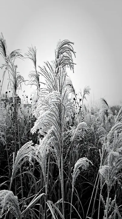 Black and white tokyo urban biodiversity meadow with seedheads in winter light - AI-generated stock image