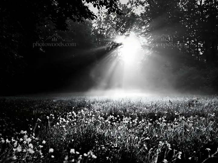 Misty forest meadow with sunlight shining through trees - AI-generated stock image