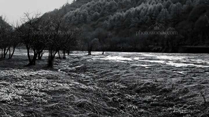 Valley apple meadow with trees and flowing water - AI-generated stock image