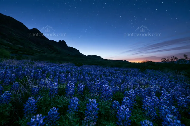 Bluebonnet meadow at sunrise with mountain backdrop - AI-generated stock image