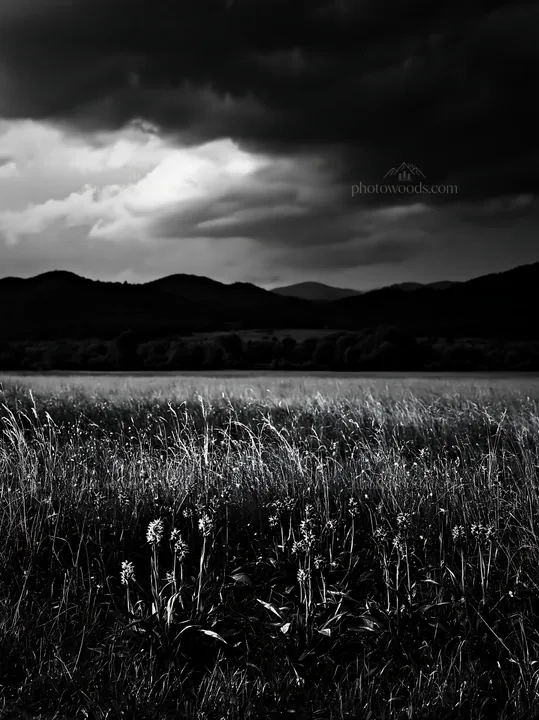 Black and white wild orchid meadow under a cloudy sky - AI-generated stock image