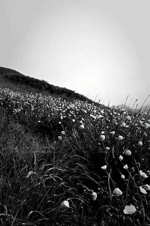Buttercup meadow with flowers in black and white - AI-generated stock image