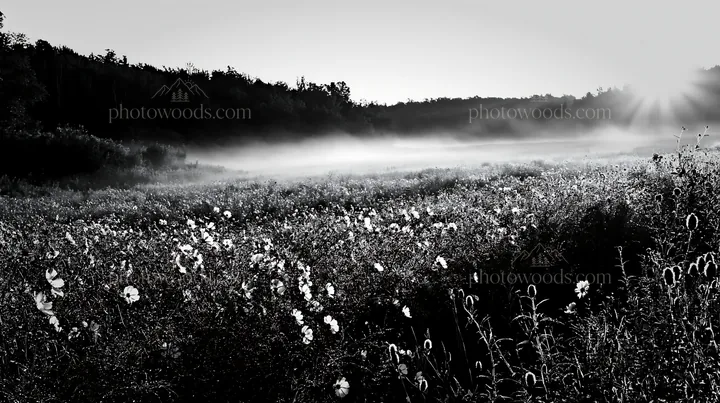 Colorful cosmos meadow at sunrise with fog rolling in - AI-generated stock image