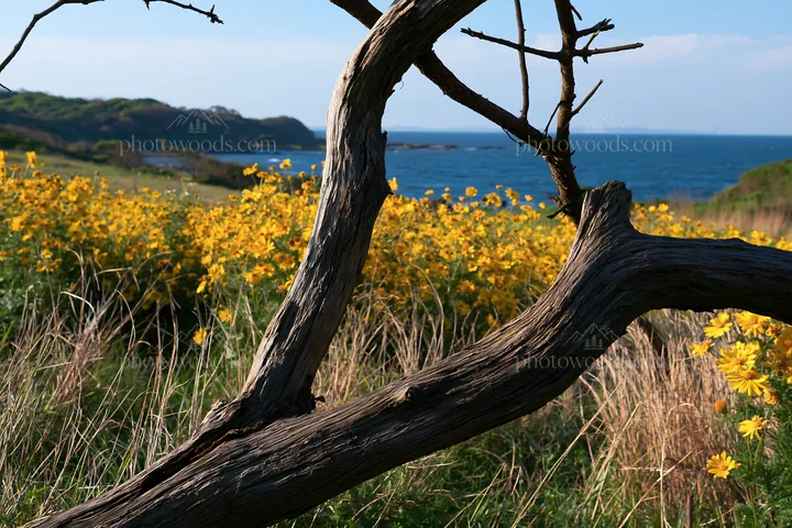 Chiba coastal climate meadow with driftwood and flowers - AI-generated stock image