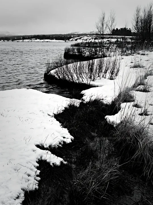 Snowy lakeside meadow with water and shrubs in winter - AI-generated stock image