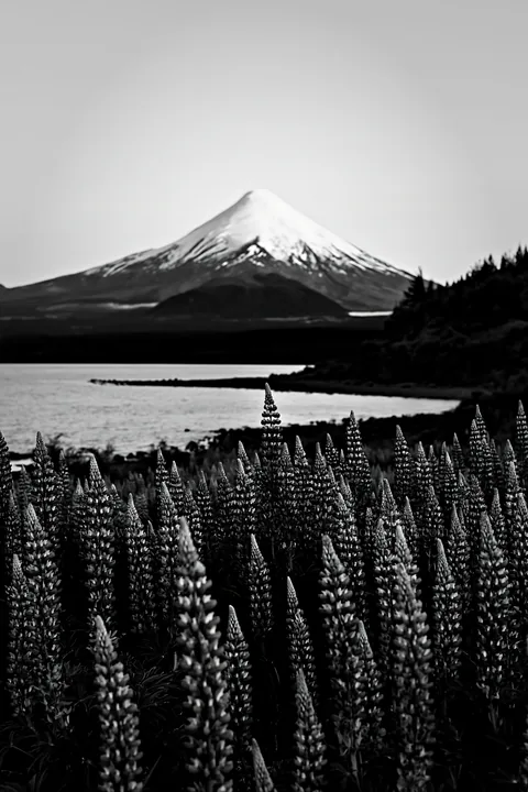 Black and white lupin meadow foreground with mountain view at sunset - AI-generated stock image