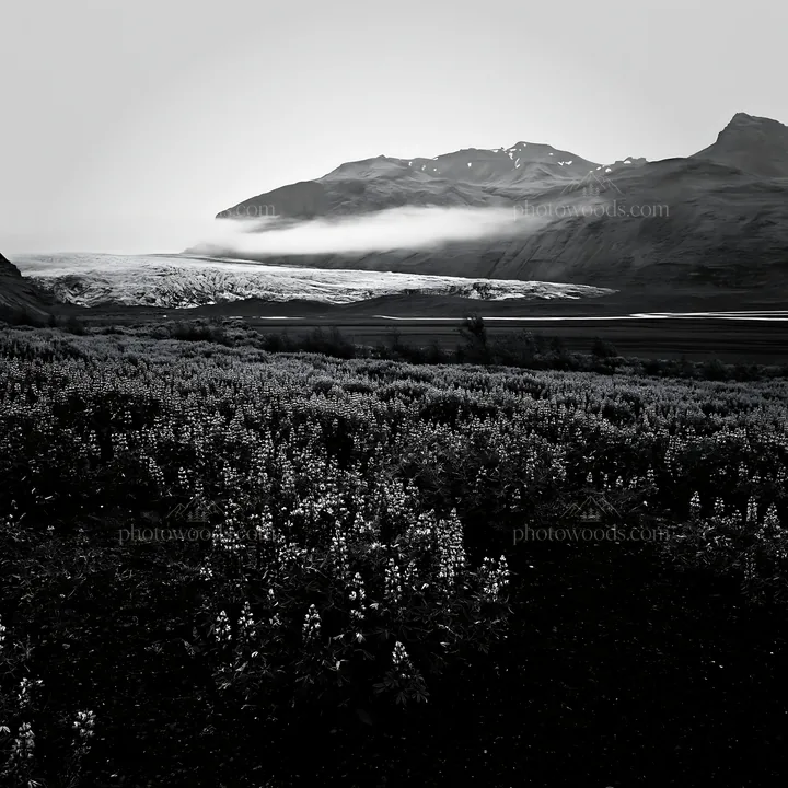 Lupin meadow with mountains and glacier in the background - AI-generated stock image
