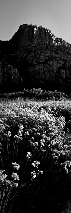 Black and white meadow grass seedheads in a natural setting with mountains - AI-generated stock image
