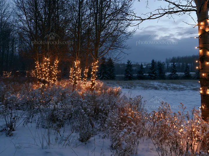 Wide Christmas meadow with fairy lights and native flowers - AI-generated stock image