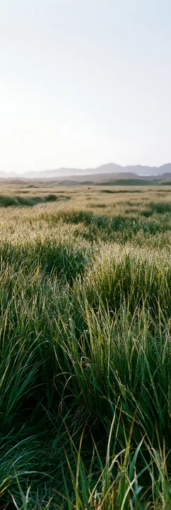 Miyazaki sunrise meadow dew covered sedges - AI-generated stock image