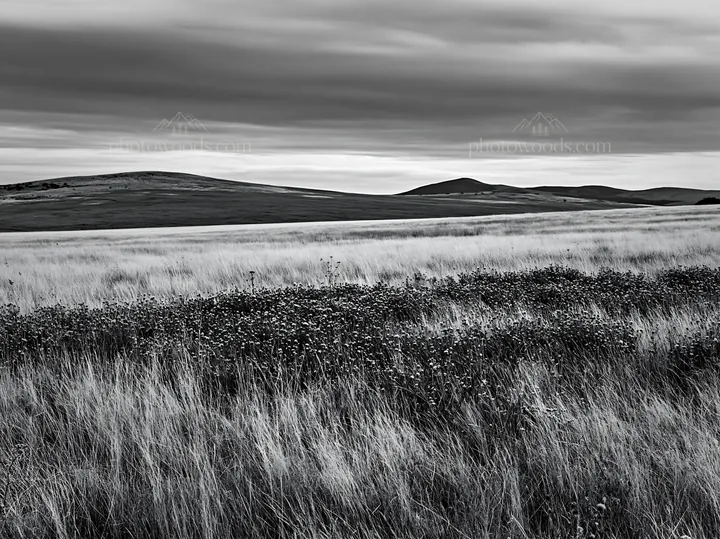 Violet knapweed meadow with hills and cloudy sky - AI-generated stock image