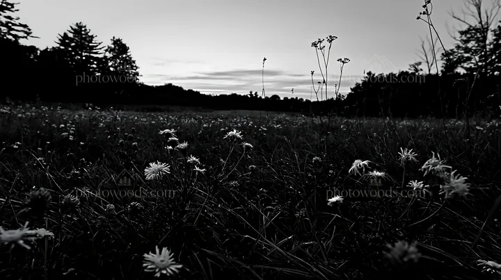 Black and white tall grass meadow with wildflowers at dusk - AI-generated stock image