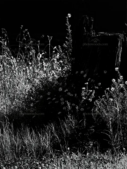 Black and white fukushima native meadow with weathered stump - AI-generated stock image