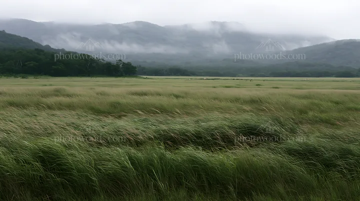 Iwate meadow with rain refreshed seedheads in foreground - AI-generated stock image