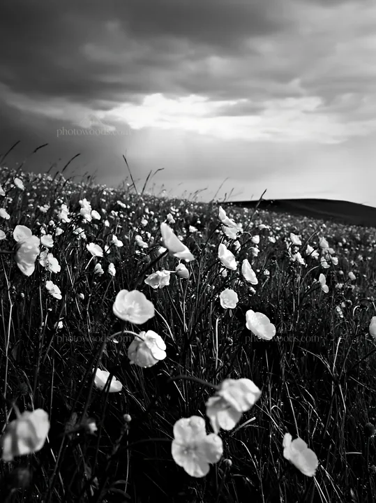 Black and white colorful buttercup meadow under a cloudy sky - AI-generated stock image