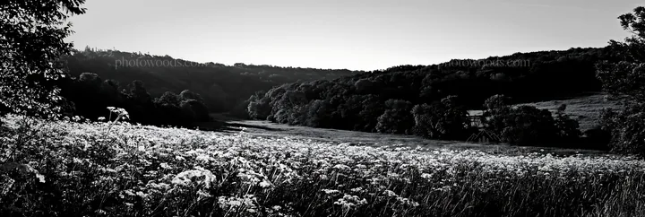Cow parsley meadow in a black and white landscape - AI-generated stock image