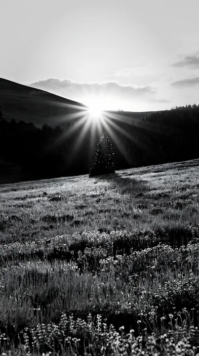 Christmas tree in meadow with sunlight rays - AI-generated stock image