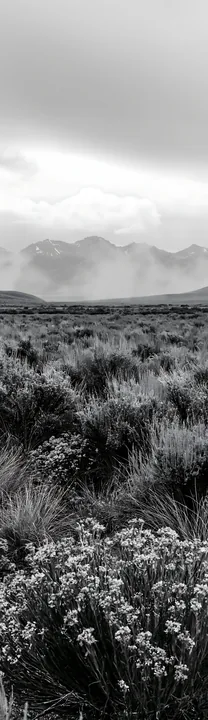 Sagebrush meadow light with mountains in the background - AI-generated stock image