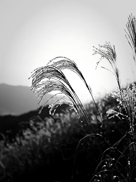 Miyazaki sunrise over dew covered sedges in a meadow - AI-generated stock image