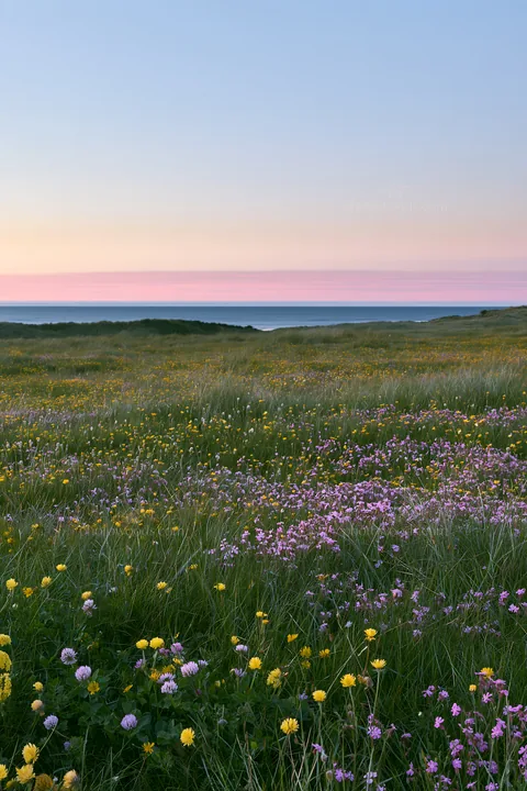 Colorful wildflowers at Machair beach meadow during sunset - AI-generated stock image