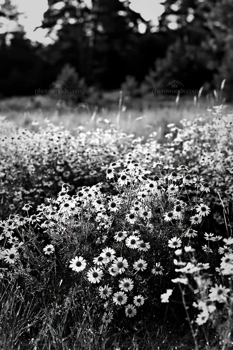 Black and white chamomile meadow for wellness campaign under golden sunlight - AI-generated stock image