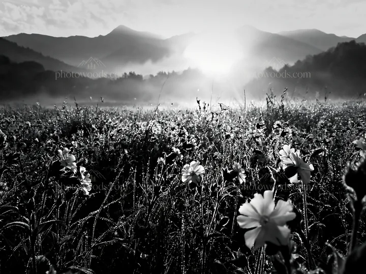 Black and white french meadow below Pyrenees range with flowers and sunlight - AI-generated stock image