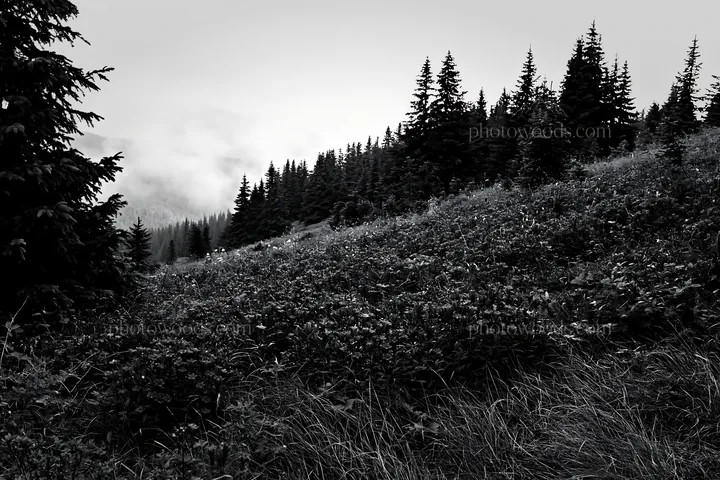 Black and white misty forest meadow with purple flowers and green trees - AI-generated stock image