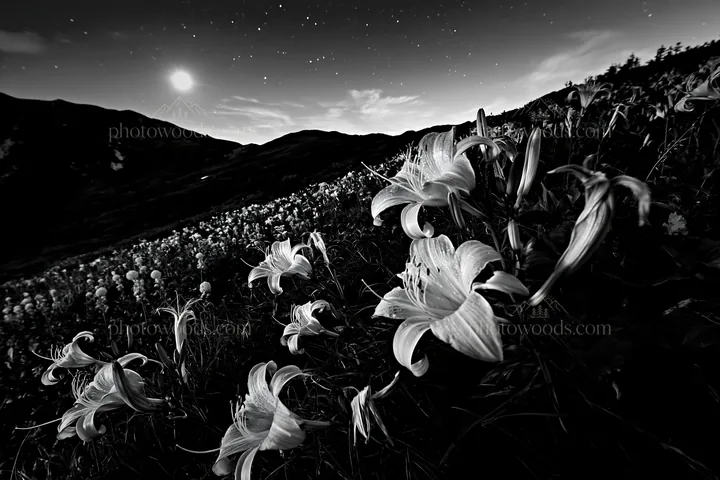 Kirigamine highland daylily meadow at night - AI-generated stock image
