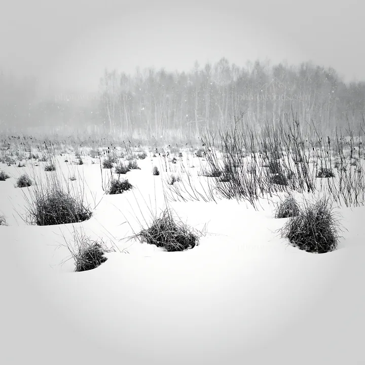 Black and white snowbound meadow with brown grass clumps in winter setting - AI-generated stock image