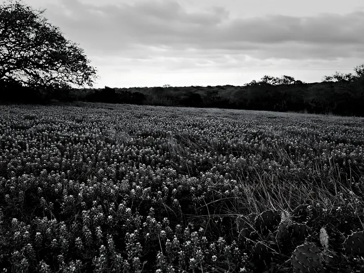 Bluebonnet meadow at sunrise with cactus in view - AI-generated stock image