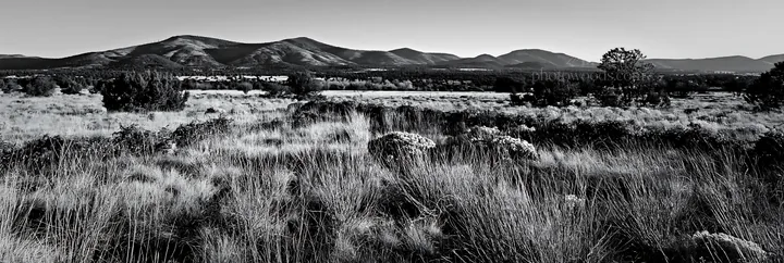 Expansive meadow with drought tolerant plants in black and white - AI-generated stock image