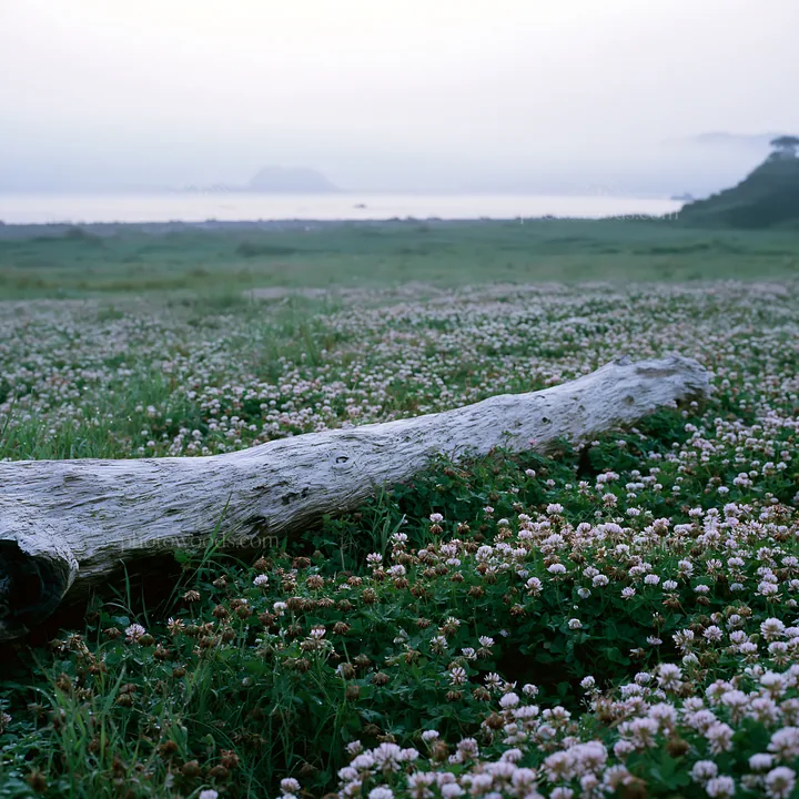 Nagasaki coastal meadow driftwood in the foreground - AI-generated stock image