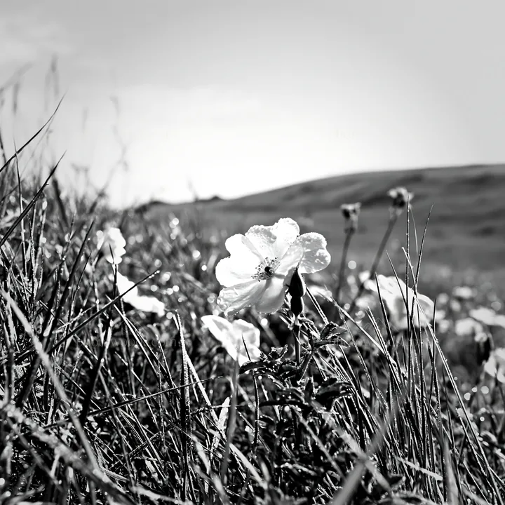 Sunny chalk meadow with wildflowers under bright sky - AI-generated stock image