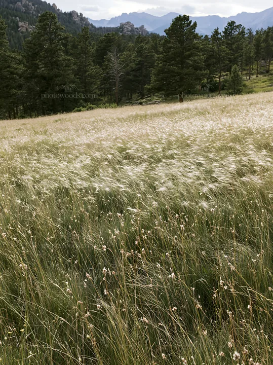 Meadow with seedheads and distant mountains under cloudy sky - AI-generated stock image
