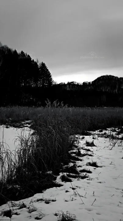 Black and white akita snowmelt meadow with silver grasses under a cold sky - AI-generated stock image