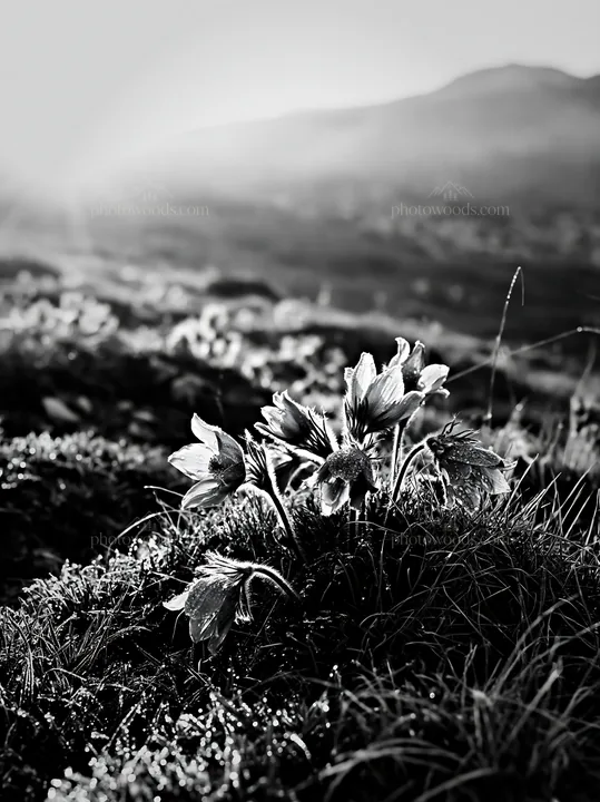 Sunny limestone meadow with warm grasses and wildflowers - AI-generated stock image