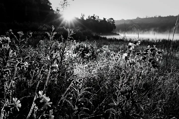 Sunlit lakeside meadow with wildflowers and morning light - AI-generated stock image