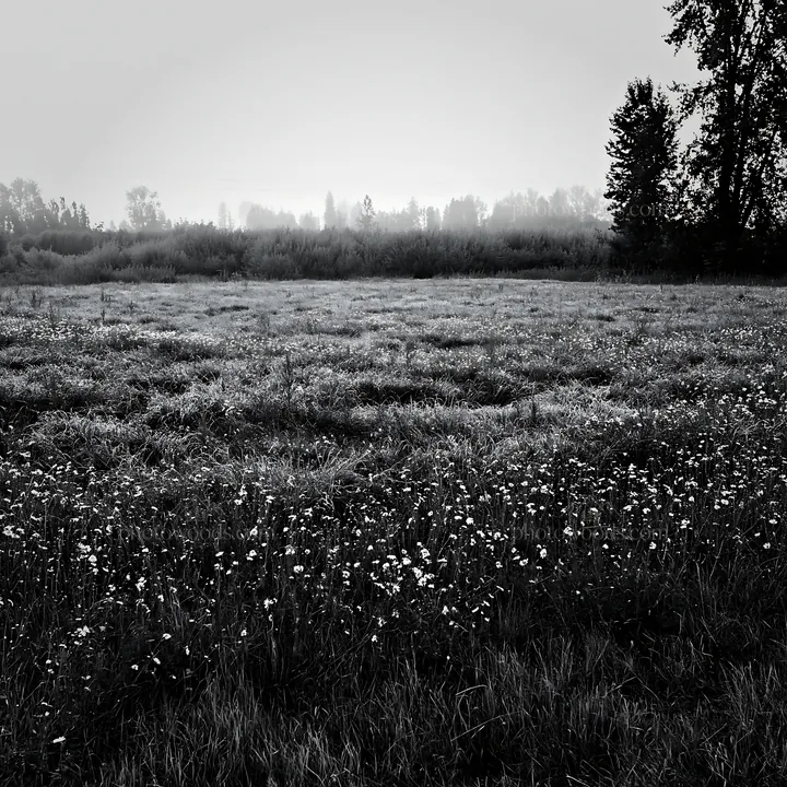 Silver dew on meadow grass at dawn in black and white - AI-generated stock image