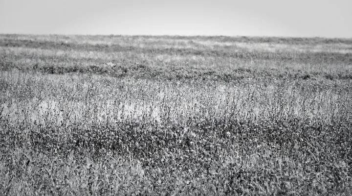 Black and white sainfoin chicory meadow with flowers across open landscape - AI-generated stock image