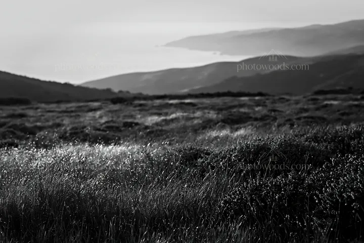 Meadow view above the Atlantic coast in Portugal - AI-generated stock image