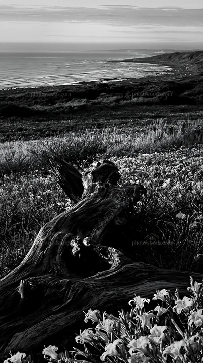 Black and white chiba coastal climate meadow driftwood foreground - AI-generated stock image