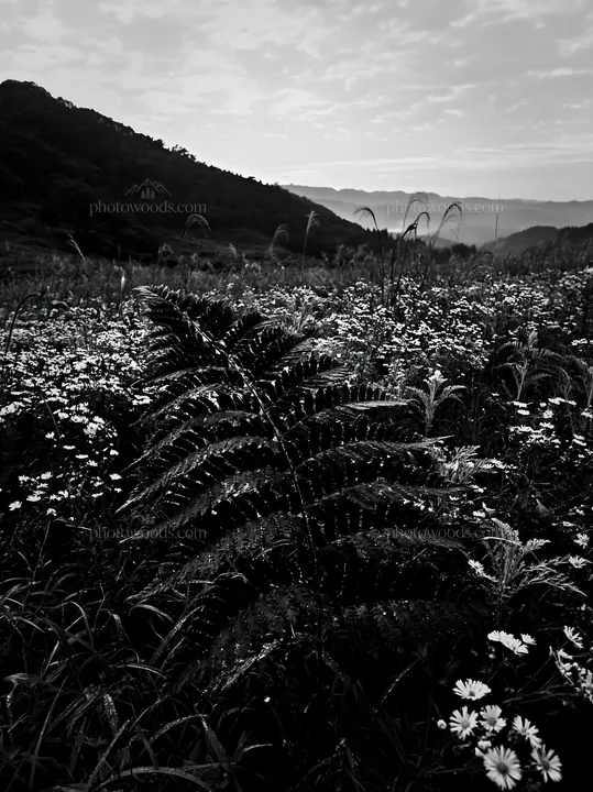 Black and white tokushima mountain meadow fern frond in lush green field - AI-generated stock image