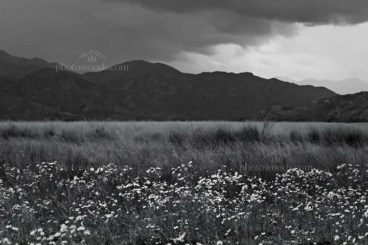 Cloudy foothill meadow with wildflowers in black and white - AI-generated stock image
