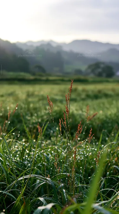 Fukui native grass meadow rain droplets glisten in the light - AI-generated stock image